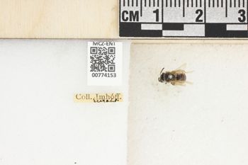 Media type: image;   Entomology 774153 Aspect: Labels